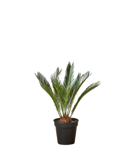 Palmfarn